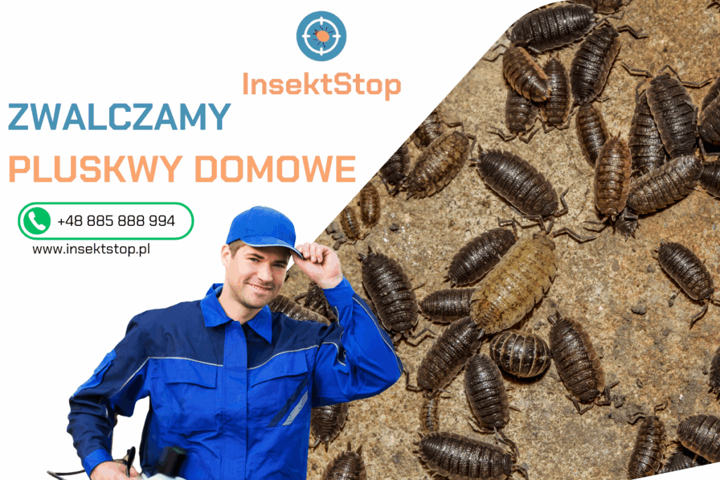 zwalczanie pluskiew domowych InsektStop