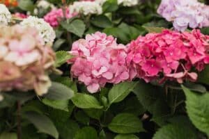 Kiedy sadzić hortensje ogrodowe?